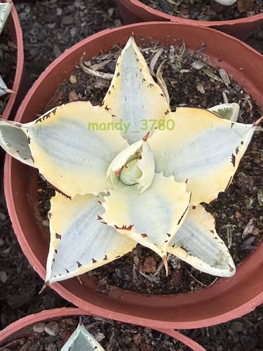 Pianta agave isthmensis - pianta,