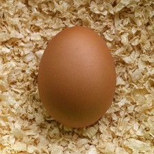 Uovo Finto di gallina in