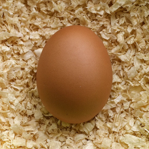 Uovo finto gallina in - di,