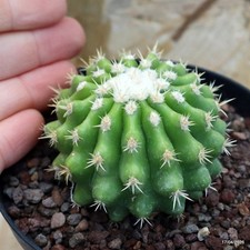 Echinocactus grusonii inermis