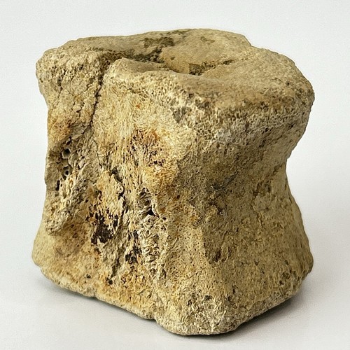 Edmontosaurus annectens coda - edmontosaurus,