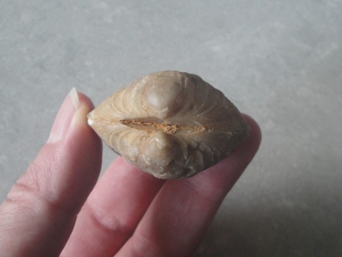 Glycimeris fossile bivalve - glycimeris,