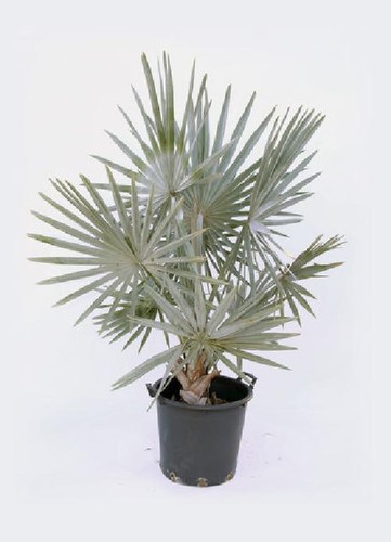 Bismarckia nobilis bismarkia - bismarckia,