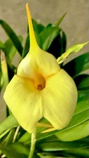 Masdevallia Citron Moon Select fioritura orchidea orchidee Dracula