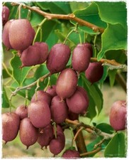 Pianta di MINI KIWI Kiwi