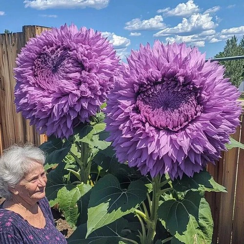 20x semi girasole giganti - di,