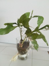 Pianta Finta Con Vaso in vetro