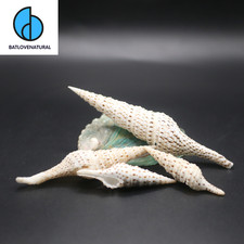 Conchiglia Lophiotoma Acuta