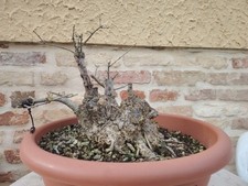 Pre bonsai olivastro olea - pre,