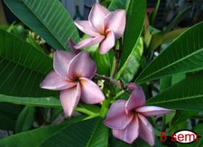 5 SEMI DI PLUMERIA "Violet"
