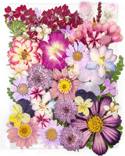 Fiori Pressati Viola Secchi