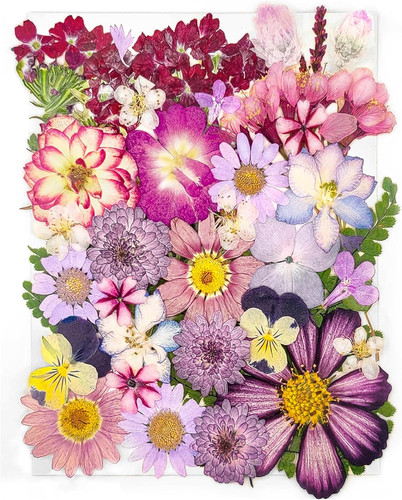Fiori pressati viola secchi - pressati,