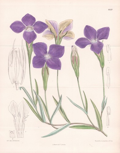 Gentiana brabata siberia fiore - brabata,