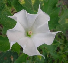 200 semi stramonio bianco