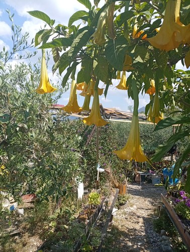 Piante brugmansia charles - -,