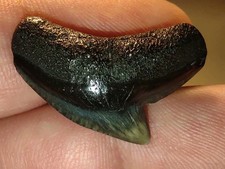Un vero raro fossile dente di