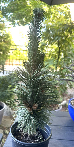 Mugo pine columnar pre - pine,