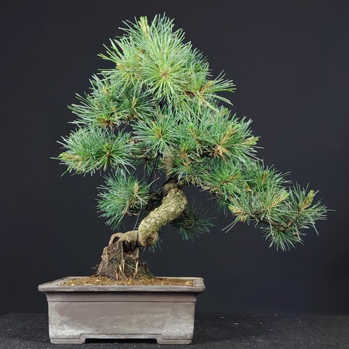 Bonsai pino pinus - bonsai, di