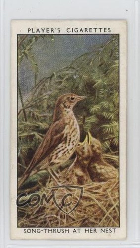 1932 player wild birds - 1932,