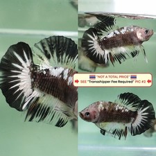 Live Betta Fish (Thailandia)