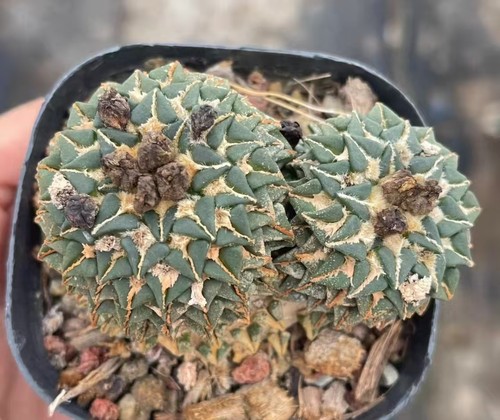 Vendita pianta rara - pianta,