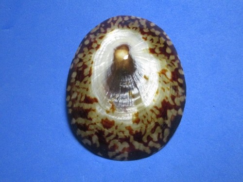 Cellana testudinaria linneo - cellana,