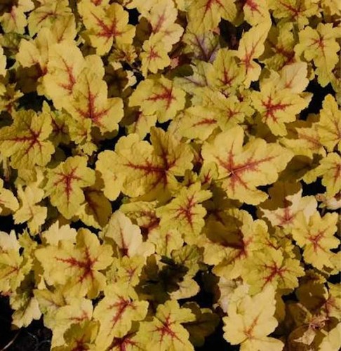 Tappeto viola campanelle