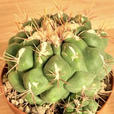 Thelocactus hexaedrophorus - , v