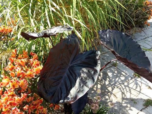 Colocasia black magic - colocasia,