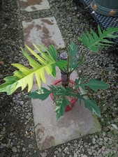Quadro reale Philodendron