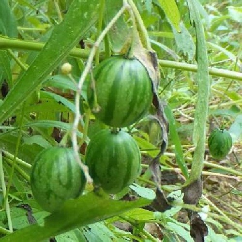 Solanum caripense tzimbalo - solanum,