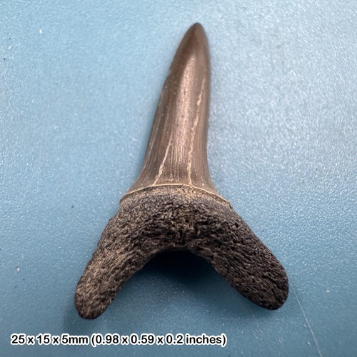 Fossil sand tiger shark tooth