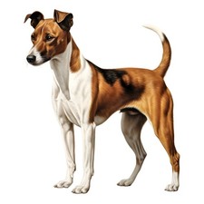 6 adesivi capelli lisci Fox