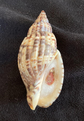 Volutidae lyria mitraeformis - volutidae,
