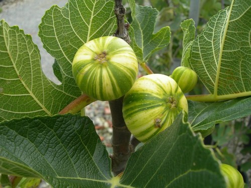 Pianta fico panachè in - fico,