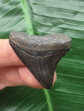 Dente posteriore scuro di