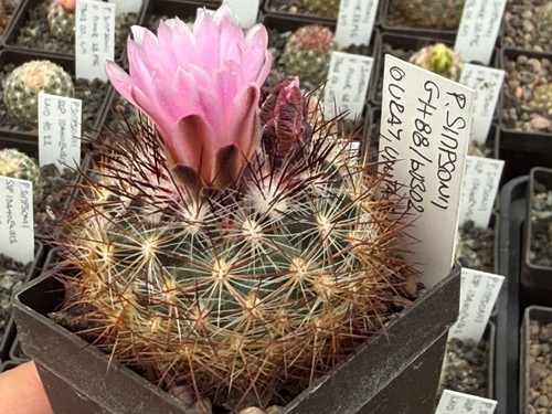 Pediocactus simponii - , gh
