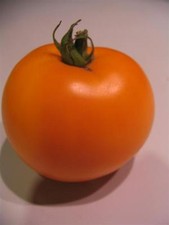 Pomodoro Arancio Angora - 5+