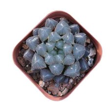 Pianta succulenta 4 cm