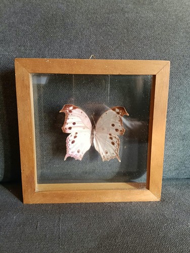 Farfalla imbalsamata teca