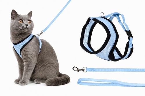 Pettorina gatto - gatto,