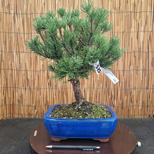Bonsai pino mugo 38cm - di,