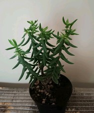 CRASSULA TETRAGONA altezza 18