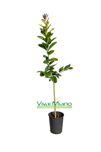 Pianta limone sfusato - di,