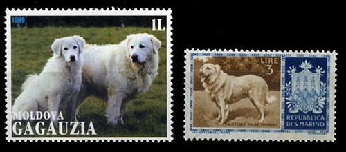 Maremma italian sheep guarding - maremma,