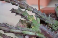 3 steli ( talee ) di stapelia