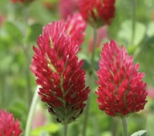 Semi di fiori selvatici