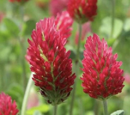 Semi fiori selvatici - semi, di