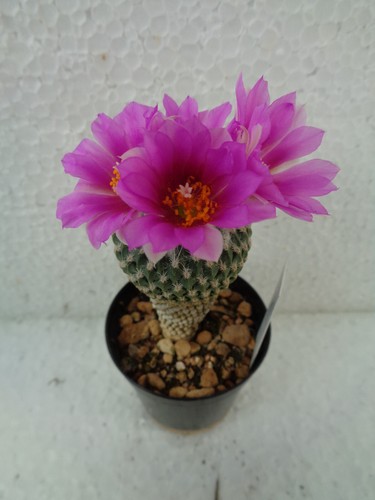 Encephalocarpus strobiliformis
