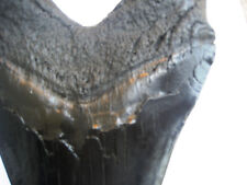 REPLICA DENTE MEGALODONTE